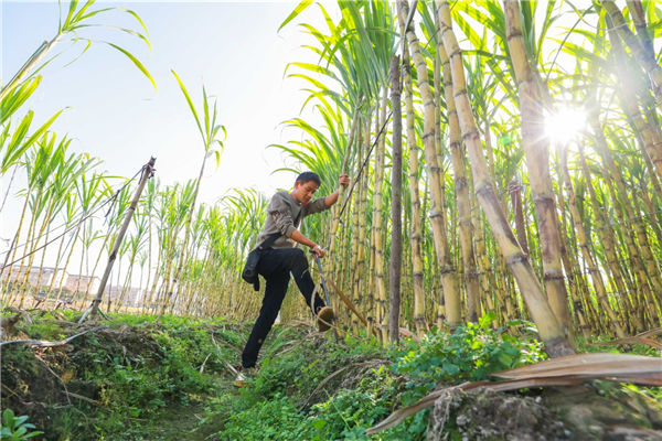 Green sugarcane hits market