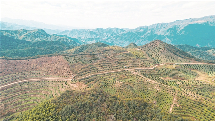 Chinese torreya plantation helps village shed poverty