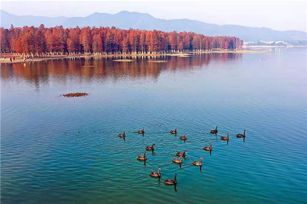 Snapshots of black swans in Siming Lake 