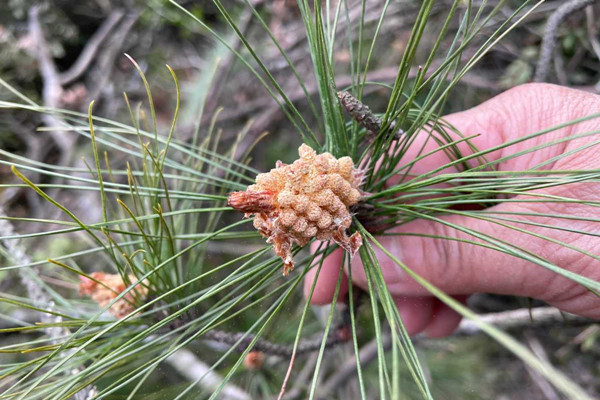 Time to harvest pine pollen in Ningbo