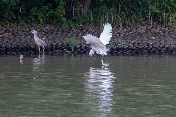 Egrets observed over Xitang River 