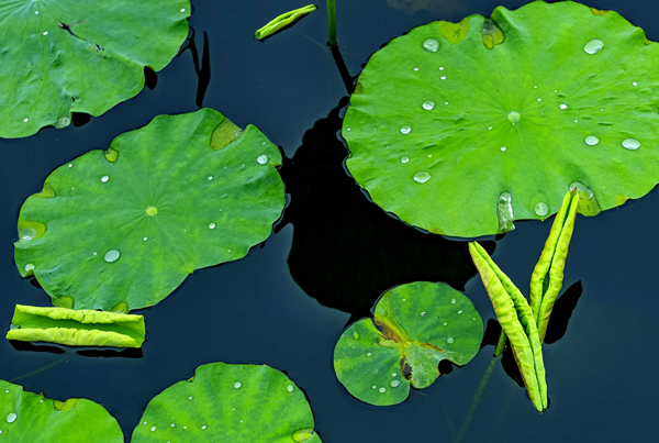 Snapshots of lotus pond in Rihu Park