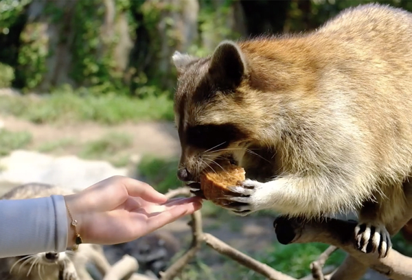 Animals enjoy mooncakes at Ningbo zoo
