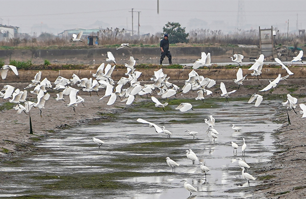 In pics: Egrets forage for seafood
