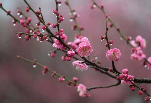 In pics: Lakeside plum blossoms burst forth