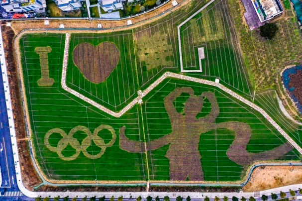 In pics: Rice paddy paintings in Ningbo celebrate the Olympics