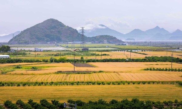 Wheat harvest season arrives in Xiangshan