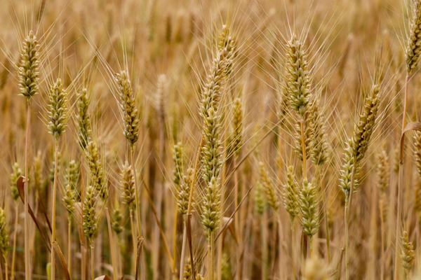 Wheat fields enter harvest season