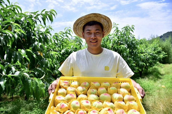 Honey peach harvest season arrives in Fenghua