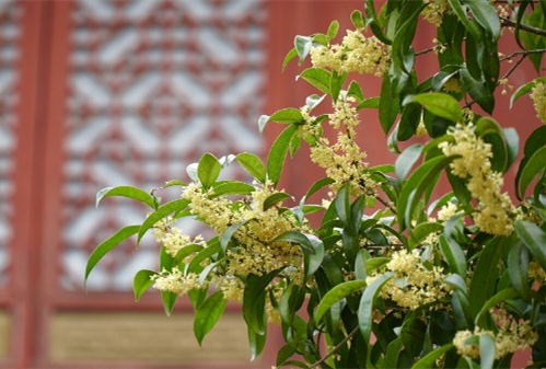 In pics: Osmanthus flowers blooming in Tianyige Library