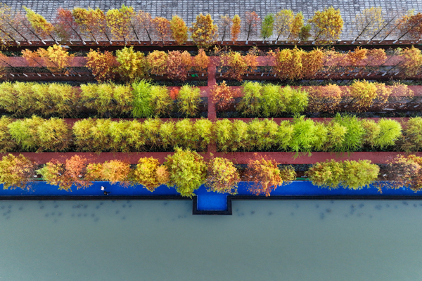 In pics: Colorful redwood trees in Ningbo