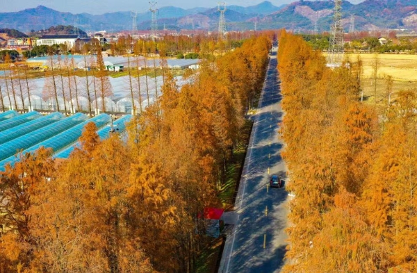 Snapshots of colorful redwood trees in Ningbo