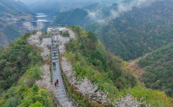 In Pics: Spring rain bring outs beauty of cherry blossoms on Siming Mountain