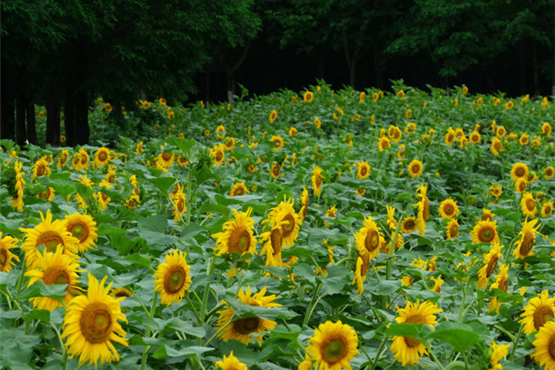 In pics: Sunflowers burst forth in Ningbo