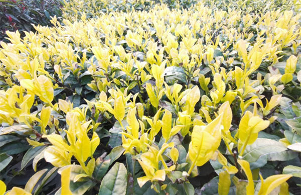 Ningbo leads the way in China's colored tea industry