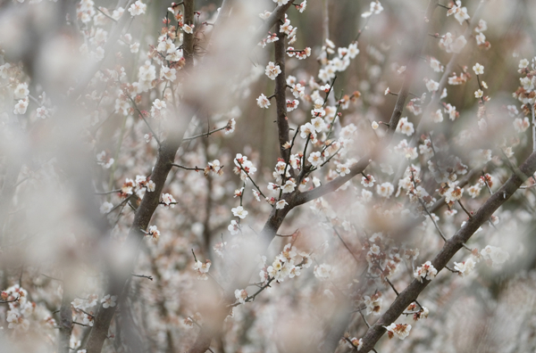 Plum blossoms adorn Fenghua with enthralling beauty