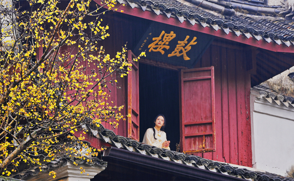 Wintersweet flowers burst forth at Baoguo Temple