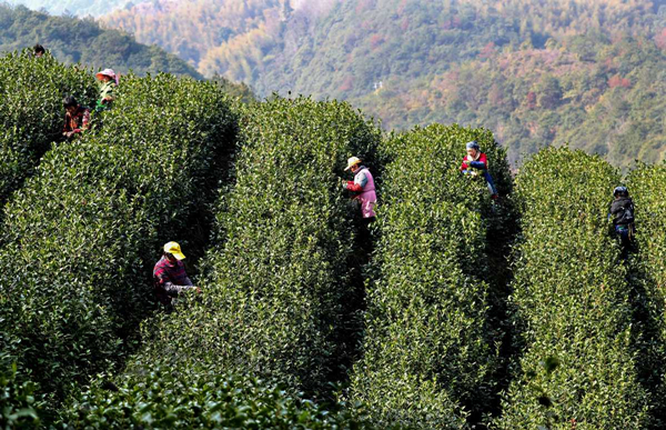 Early tea harvest begins in Ninghai 