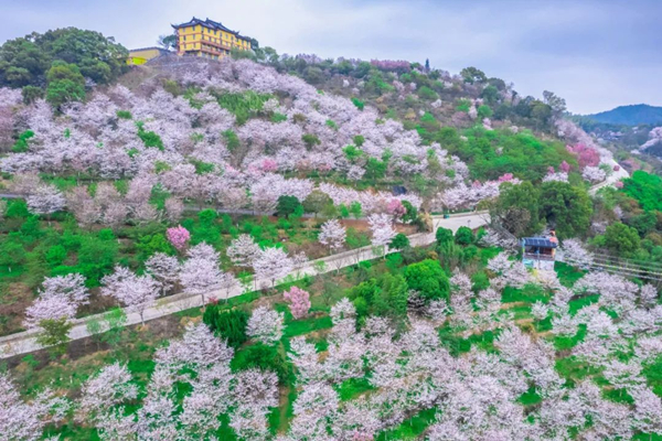 Ningbo welcomes visitors to bask in cherry blossom extravaganza