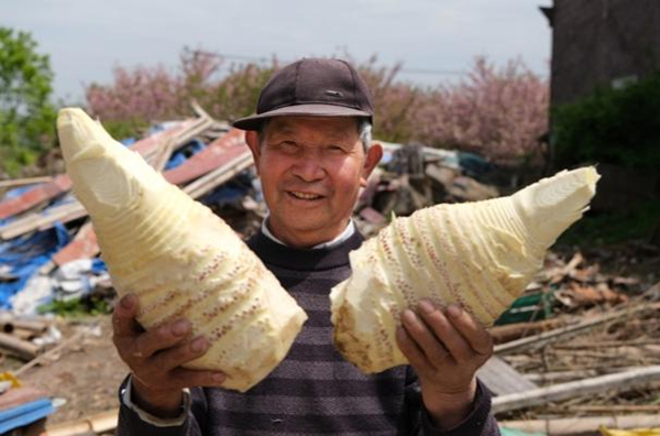Annual bamboo shoot drying season commences in Zhangxi village