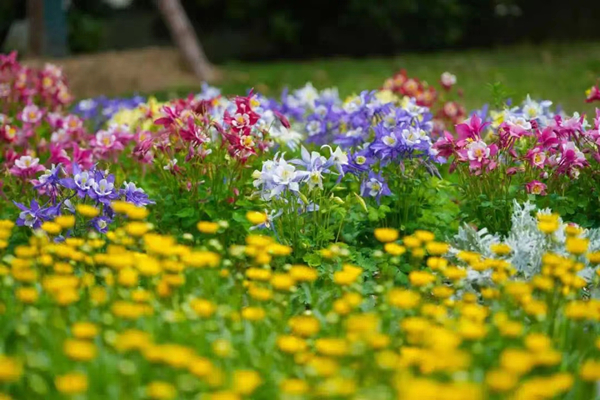 Blooming beauty: Ningbo Botanical Garden's floral wonderland