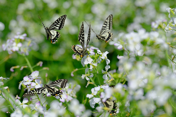 Ningbo fields abuzz with butterflies amid rising temperatures