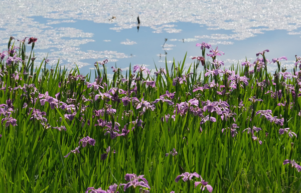 Iris flowers transform Dongqian Lake into living Monet painting                                           