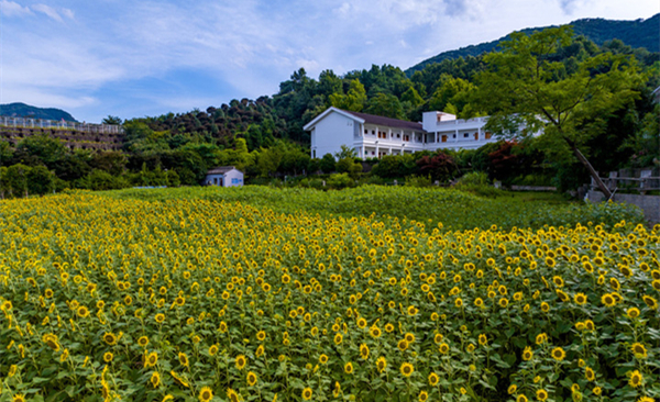 Sunflower fields in Ningbo offer tranquil summertime escape   