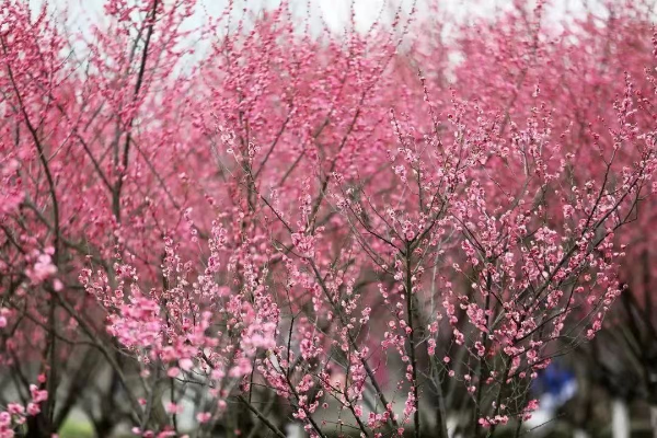 Best destinations to view spring blossoms in Ningbo