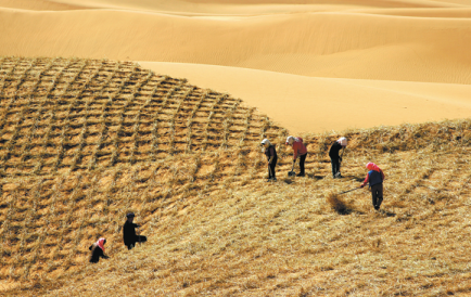 New tool, methods turn Ningxia deserts green.png