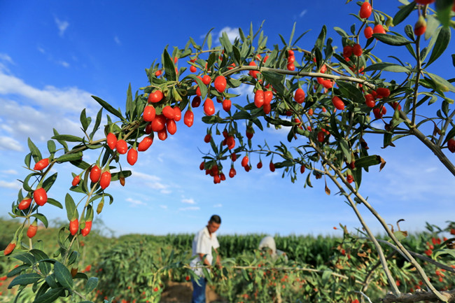 China's first goji berry research institute to develop industry.jpg