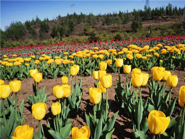 No need to visit Netherlands to see tulips.jpg