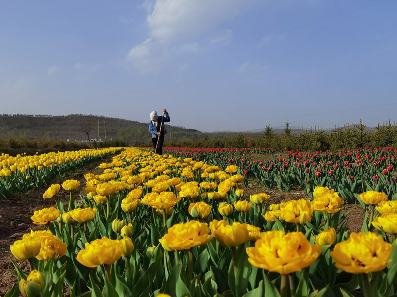 No need to visit Netherlands to see tulips.jpg