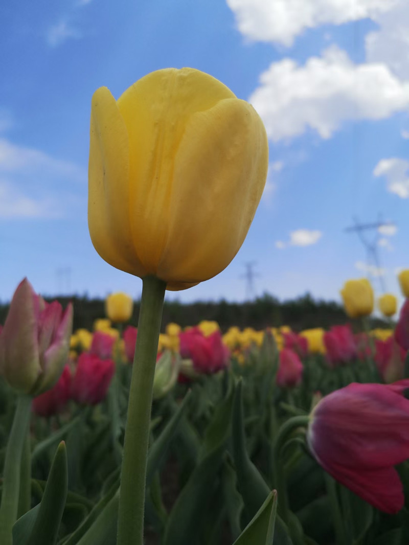 No need to visit Netherlands to see tulips.jpg