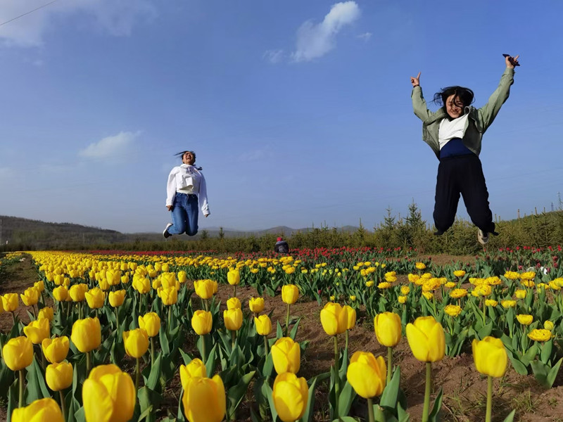 No need to visit Netherlands to see tulips.jpg