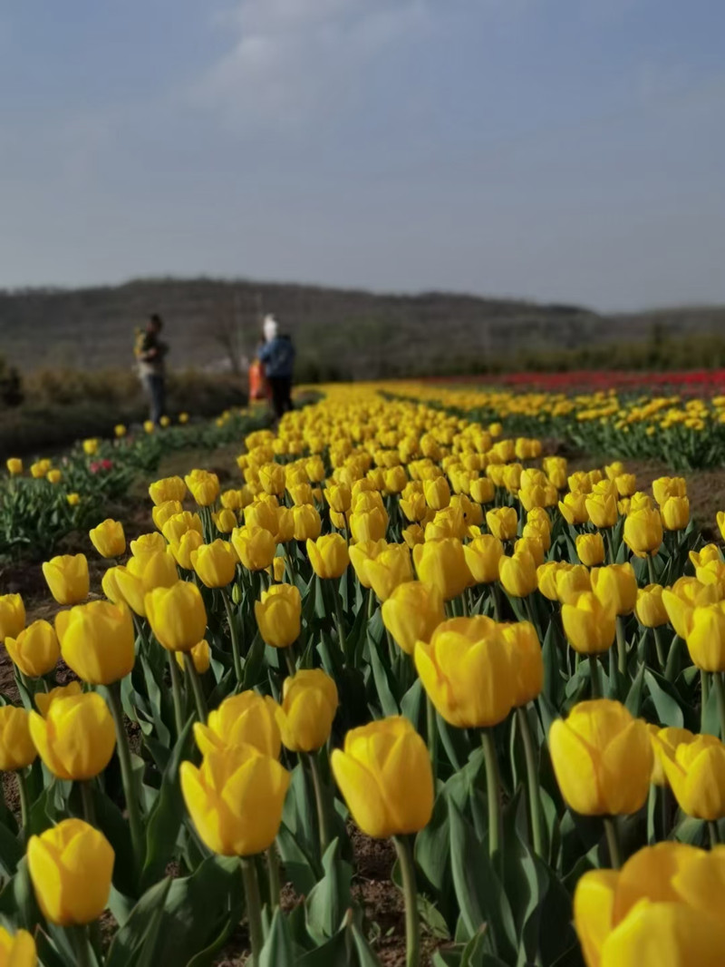 No need to visit Netherlands to see tulips.jpg