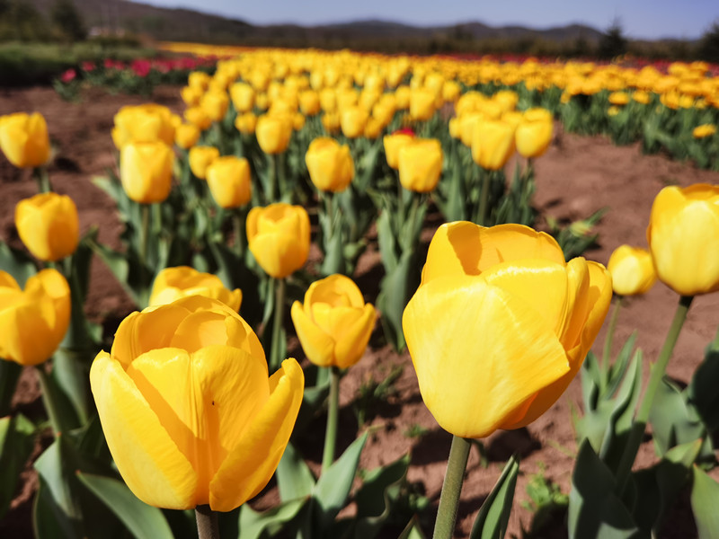 No need to visit Netherlands to see tulips.jpg