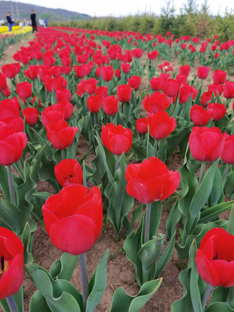 No need to visit Netherlands to see tulips.jpg