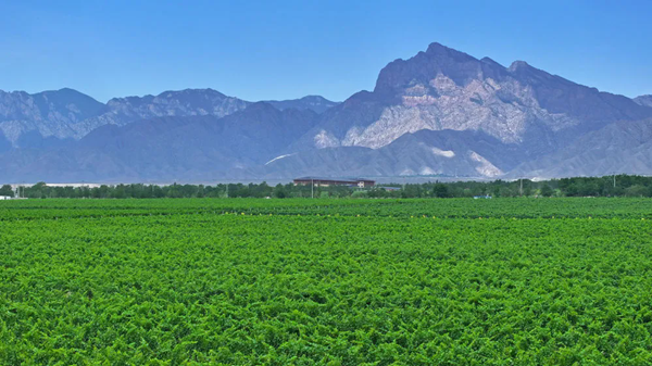 宁夏高质量发展葡萄酒种植基地.webp_副本.png