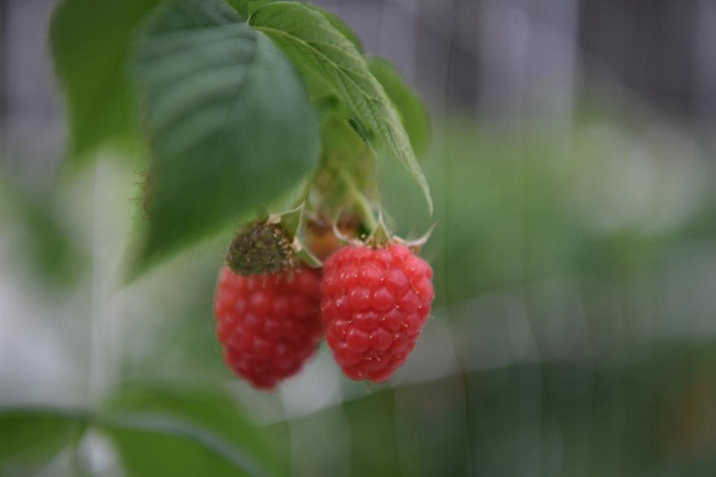 宁夏树莓1.jpg