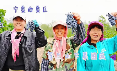 grape harvest season_ COVER.jpg