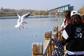 Migratory gulls grace the wetlands of Yinchuan