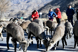 Himalayan blue sheep seek food in Ningxia park