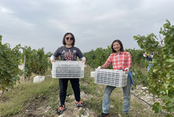 Volunteers help with grape harvest, wine production in Ningxia