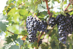 Grape expectations for local wines
