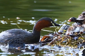 Ningxia provides habitable environment for birds