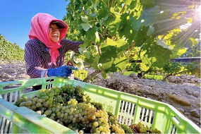 Yinchuan aims to become the “capital of wine”