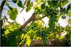Grapes in Yinchuan lead the development of wine industry