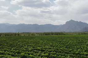 Ningxia to build demonstration area for the protection of geographical indication products of wine