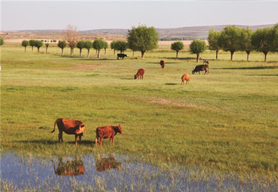 Anti-desertification work in Maowusu Desert delivers results